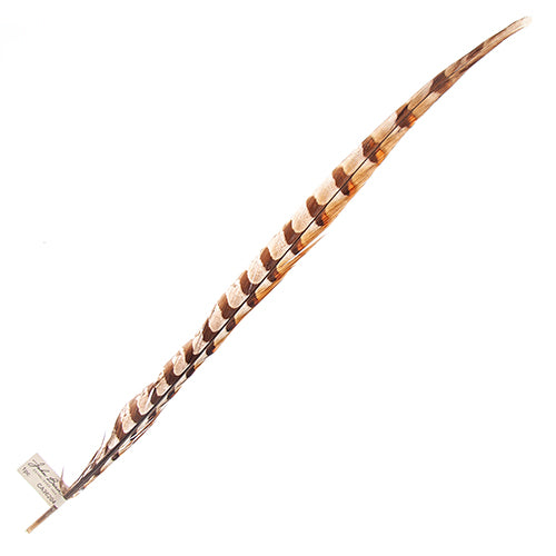 Reeves Pheasant Tail 20-25in (1pc) 