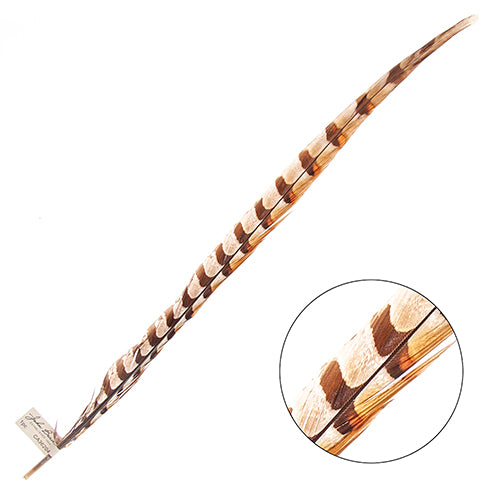 Reeves Pheasant Tail 20-25in (1pc)