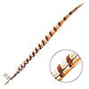 Reeves Pheasant Tail 20-25in (1pc) 