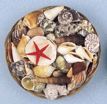 Shells Assorted In Basket 