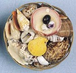 Shells Assorted In Basket 